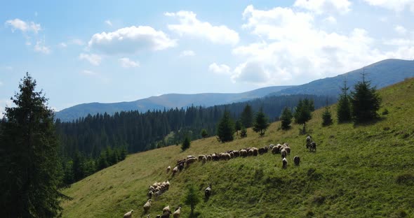 A Large Flock Of Goats And Sheep Graze High In The Mountains Under The Forest