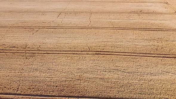 Massive golden wheat agriculture field with tractor lines, high angle drone view alt