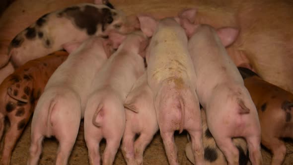 Little pigs are eating - milk, mum swine cares about children. Lovely animals on the farm alt