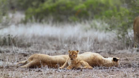 African lion in Kruger National park, South Africa alt