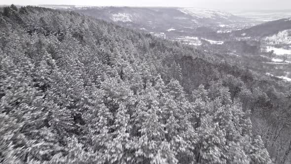 Drone Aerial Shot of Flying Over Winter Treetops with Snow alt