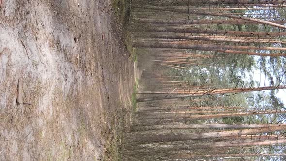 Vertical Video of a Road in the Forest Slow Motion alt