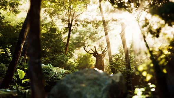 Red Deer Stag in Forest alt
