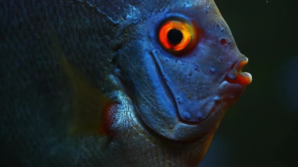 Blue Fish Discus Swiming in Aquarium. Close Up of Fish Breathing. alt
