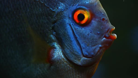 Blue Fish Discus Swiming in Aquarium. Close Up of Fish Breathing.