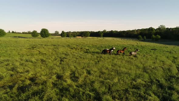 Aerial cinematic view of herd of horses galloping through the green grassland