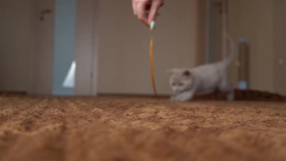 Scottish Gray Fluffy Cute Kitten Runs After the Ribbon to the Camera in Slow Mo alt