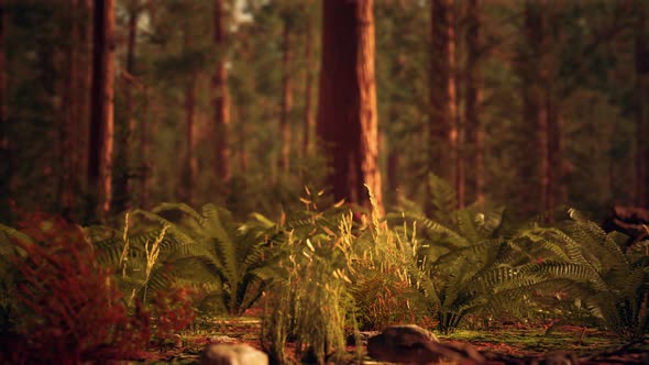 Tall Forest of Sequoias in Yosemite National Park alt