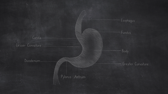 Human Stomach Anatomy Hand Drawn On Chalkboard alt