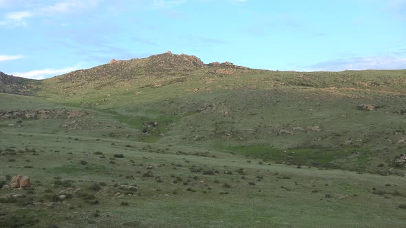 Wild Przewalski's Horses in Natural Habitat in The Geography of Mongolia alt