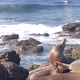 Wild Seals Rookery Sea Lions Resting on Rocky Ocean Beach California Wildlife - VideoHive Item for Sale