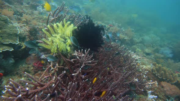 Coral Reef and Tropical Fish Underwater. Camiguin, Philippines alt