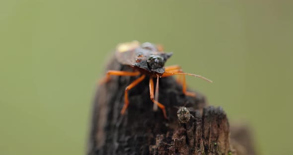 Forest Bug or Red-legged Shieldbug Pentatoma Rufipes Is a Species of Shield Bug alt