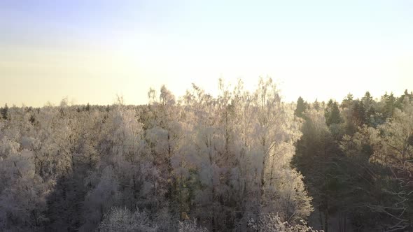 Frozen Trees Covered with Snow and Frost on the Background of a Winter Forest