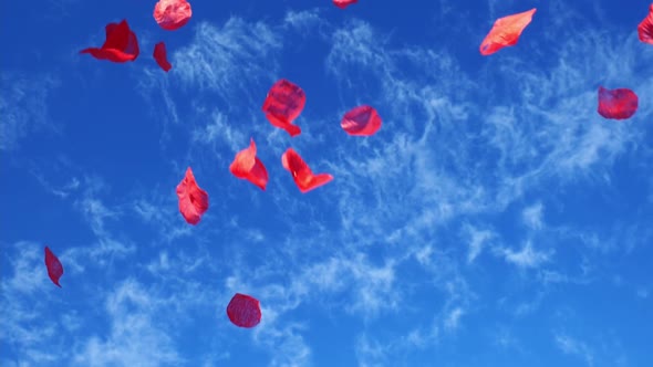 rose petals fly in the wind against the blue sky. slow mo