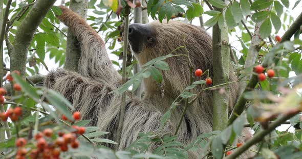 Two Toed Sloth, choloepus didactylus, Adult Hanging from Branch, Moving, Real Time 4K