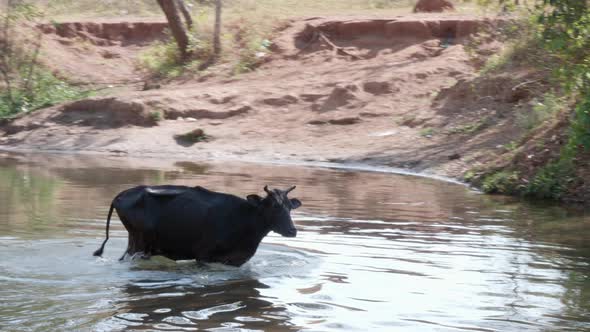 Cow Walking In River In Brazil