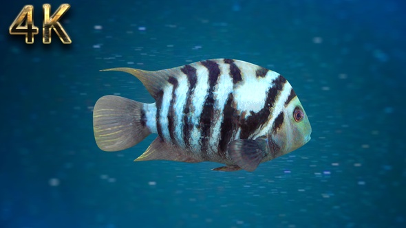 Fish V05 - 4K alt