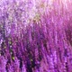 Lavender Field - VideoHive Item for Sale