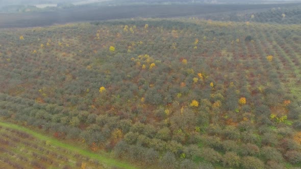 Aerial shot autumn garden