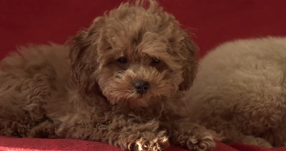 Poodle Puppy Lying and Looking Forward