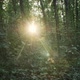 Sunny Day in the Forest - VideoHive Item for Sale