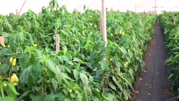 Greenhouse Pepper Cultivation alt
