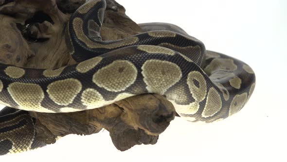 Royal Python or Python Regius on Wooden Snag in Studio Against a White Background. alt