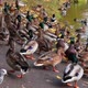 Lot Of Ducks On The Shore - VideoHive Item for Sale