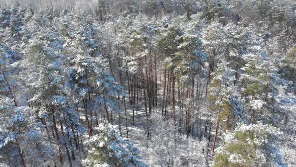 Beautiful Winter Forest