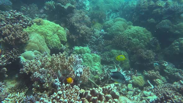 a coral garden with soft and stony corals at opal reef on the great barrier reef alt