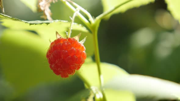 Single Rubus idaeus fruit on plant vines close-up 4K 2160p 30fps UltraHD footage - Red  European ras alt