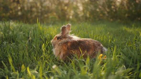 Fluffy Brown Rabbit is Running in the Green Grass at Sunset
