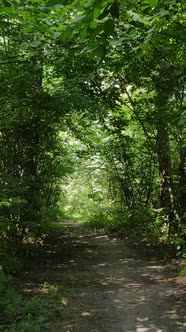 Vertical Video of Beautiful Green Forest By Day alt