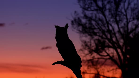 Portrait of a perched Great Horned Owl alt