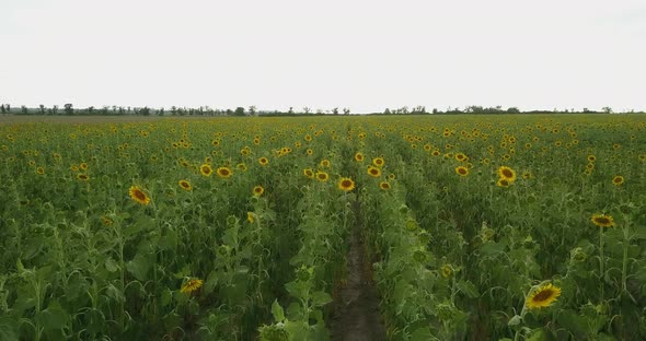 Low And Fast Flight Over A Large Field Of Yellow Sunflower