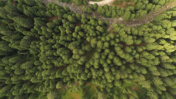 Aerial View Over Fresh Evergreen Forest In The Mountains alt