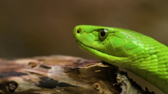 Close Up View of a Green Mamba Snake alt