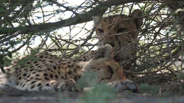 Cheetah couple resting under bushes  alt