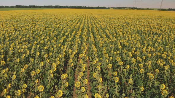 Aerial view of Sunflower field. Organic farming Agricultural. Farm Sunflower field. Sunflower oil. alt
