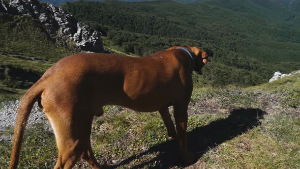 Hungarian Vizsla Dog Look From Mountain Peak in Sunny Day alt