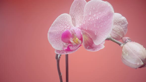 Exotic Pink Orchid Flower Wet with Dew Droplets on Isolated Red Background alt