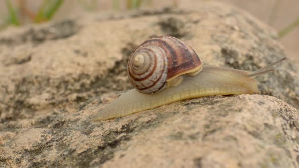 Edible Helix Pomatia snail in closeup on stone background real time video alt