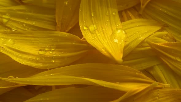 Water Drops On Sunflower Petals