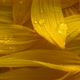 Water Drops On Sunflower Petals - VideoHive Item for Sale