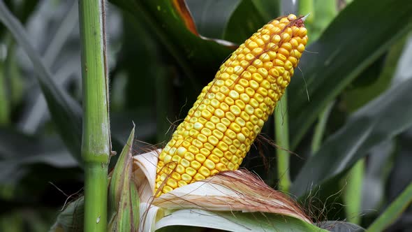 Closeup of corn on the stalk in the corn field. alt