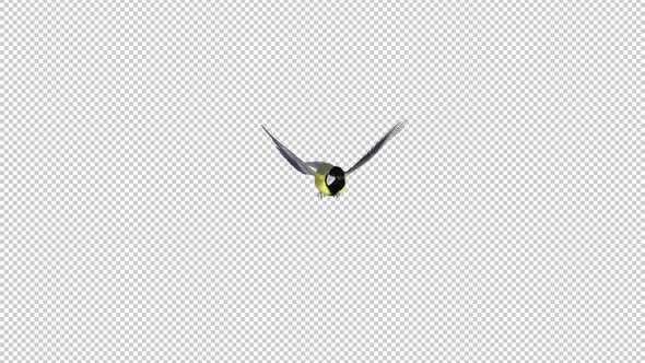 Yellow Tit Bird - Flying Transition 4 - Alpha Channel