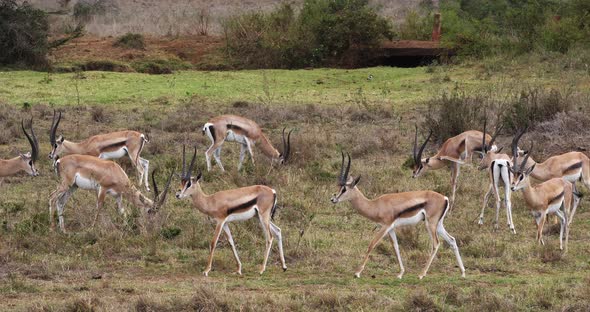 Grant's Gazelle, gazella granti, Group at Nairobi Park in Kenya, Real Time 4K alt