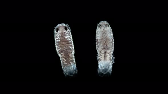 Opoda Crustacea Under Microscope Possibly Family Cirolanidae alt