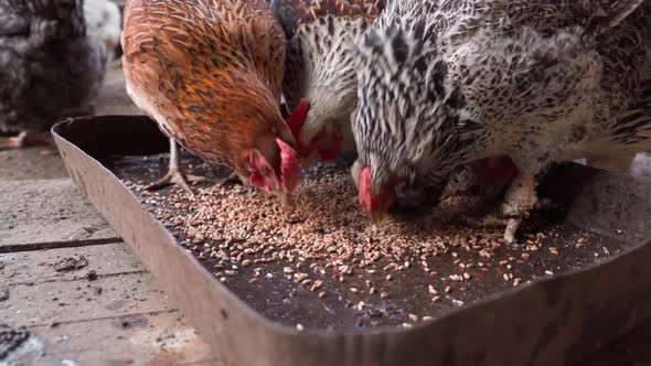 Camera Flight Around Chickens of Different Colors Pecking Wheat in the Feeder Closeup in Slow Motion alt